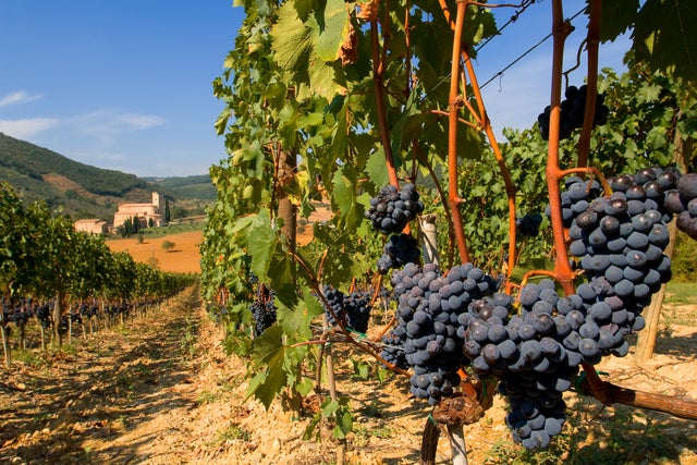 Modne sangiovesedruer som soler seg i Toscana. Foto: