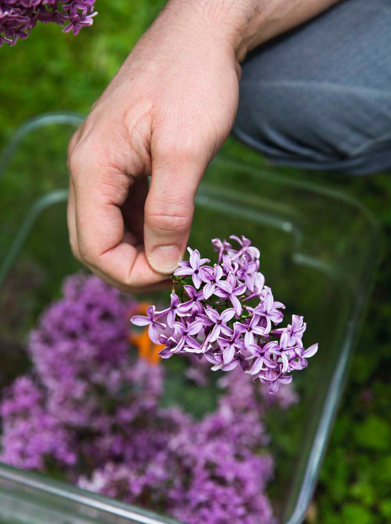 Fastfood. Å plukke syrinblomster nok til en runde med saft går kjapt.