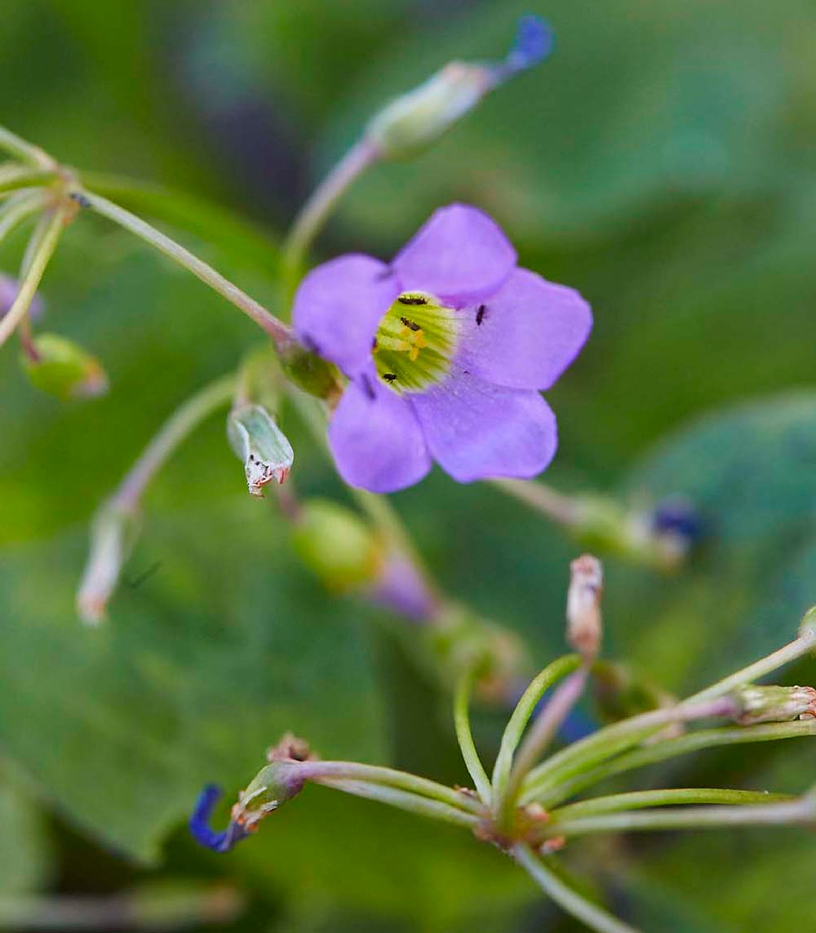 Flerbruk. Blomster og blader kan både brukes som garnityr eller blandes inn.