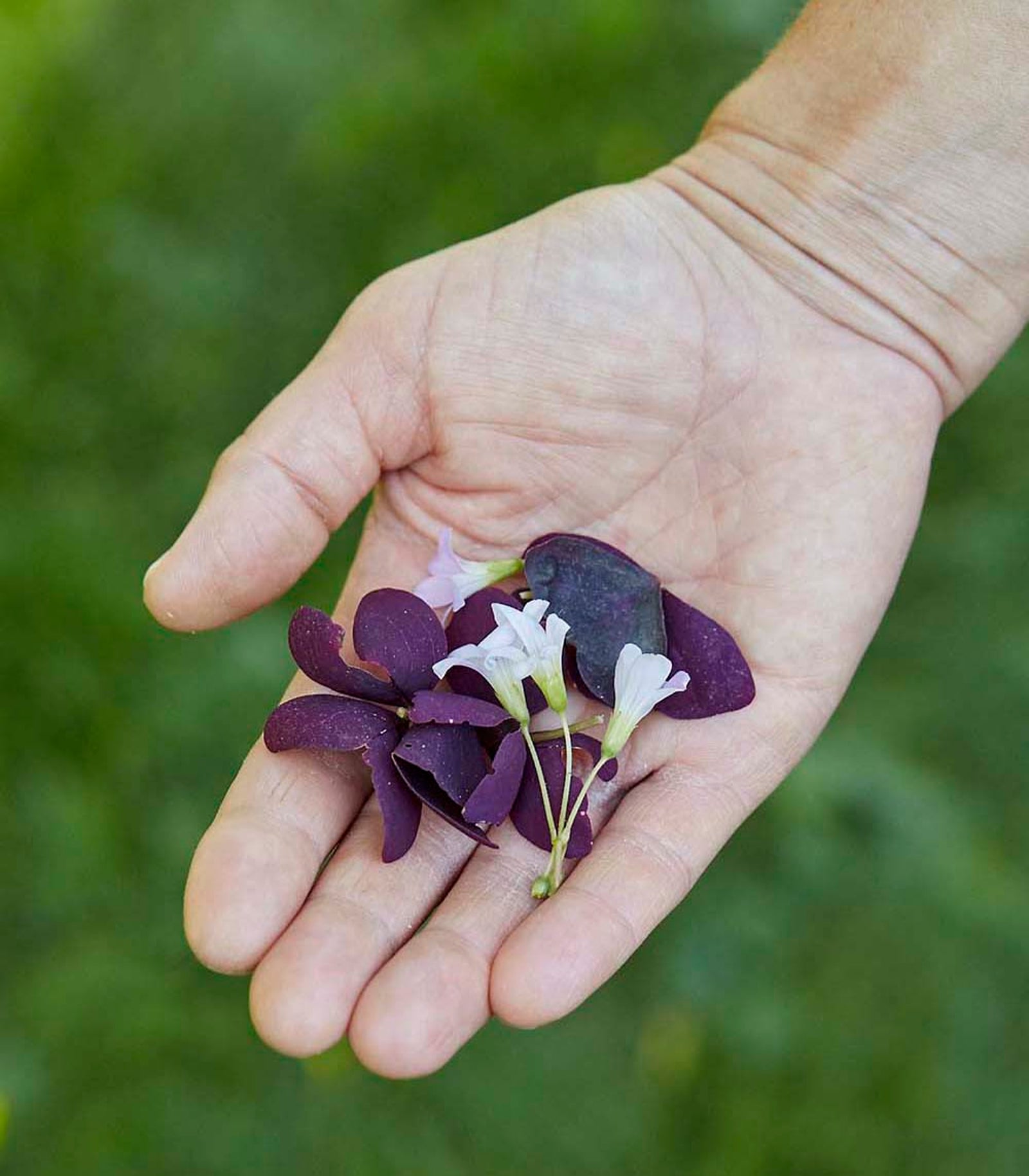 Sommerfugl. Bladene kan minne om sommerfuglvinger og er vakker, spiselig pryd.