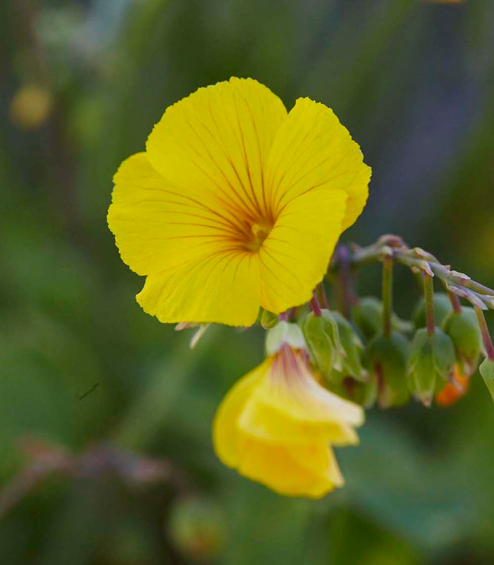 Chil. Chilensk gulloxalis er en annen variant som finner veien til Mikael Svenssons kjøkken.