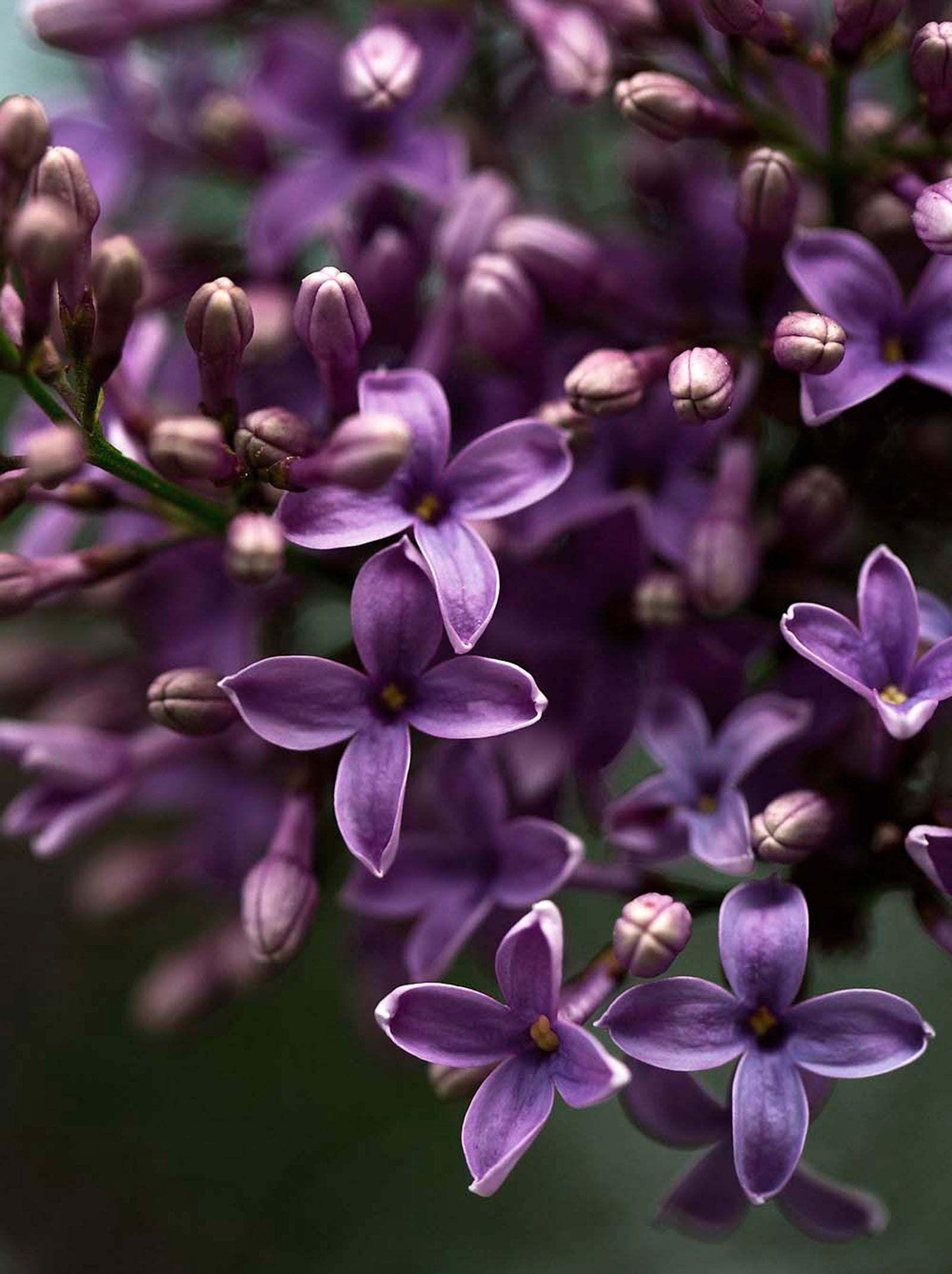 Duftende. Enkelte forsommerdager er luften fylt av tung syrinduft.