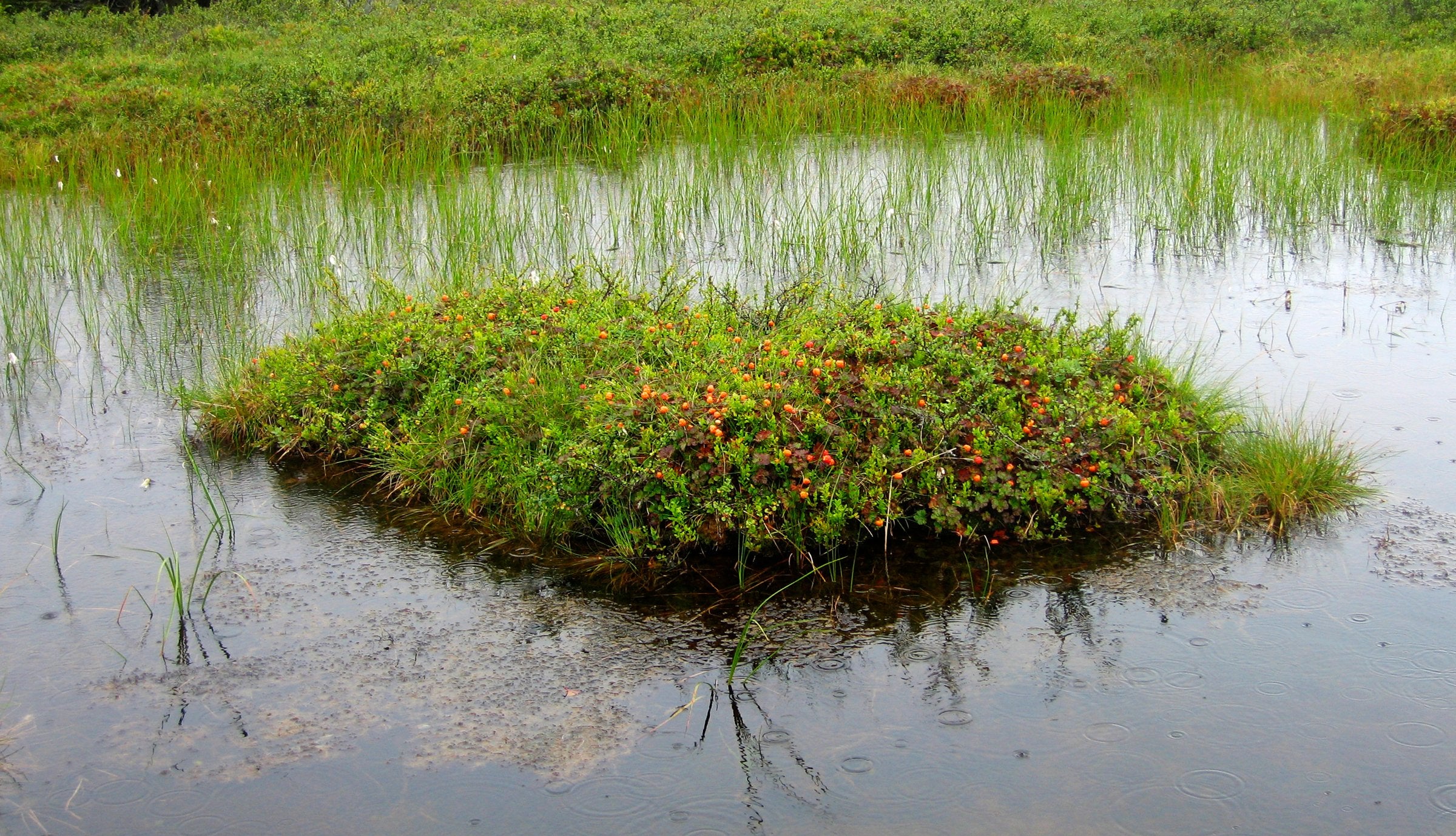 Erikstad graver seg ned i moltemyra