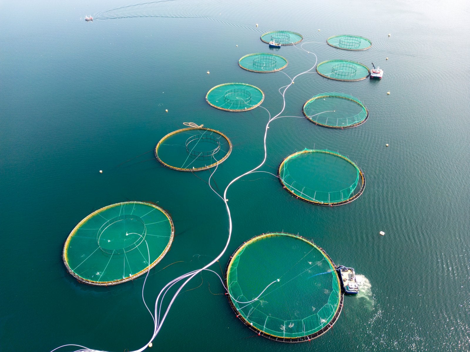 Prisfrykt får lakseaksjene til å tryne inn i superåret 2026