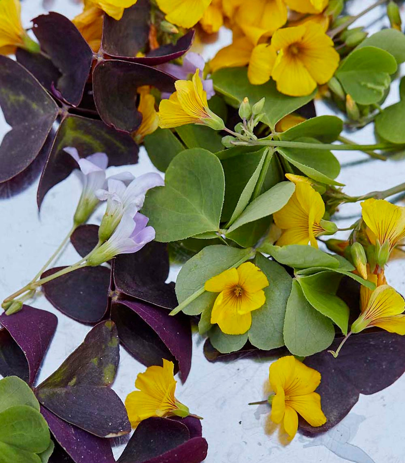 Drinkvenn. Sarte å se til, men oxalis tåler godt å bryne seg mot whisky.