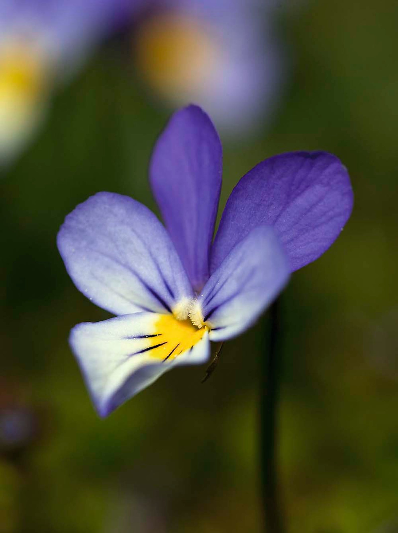 Stemorsblomst. En liten, vakker ingrediens: fiolen natt og dag.