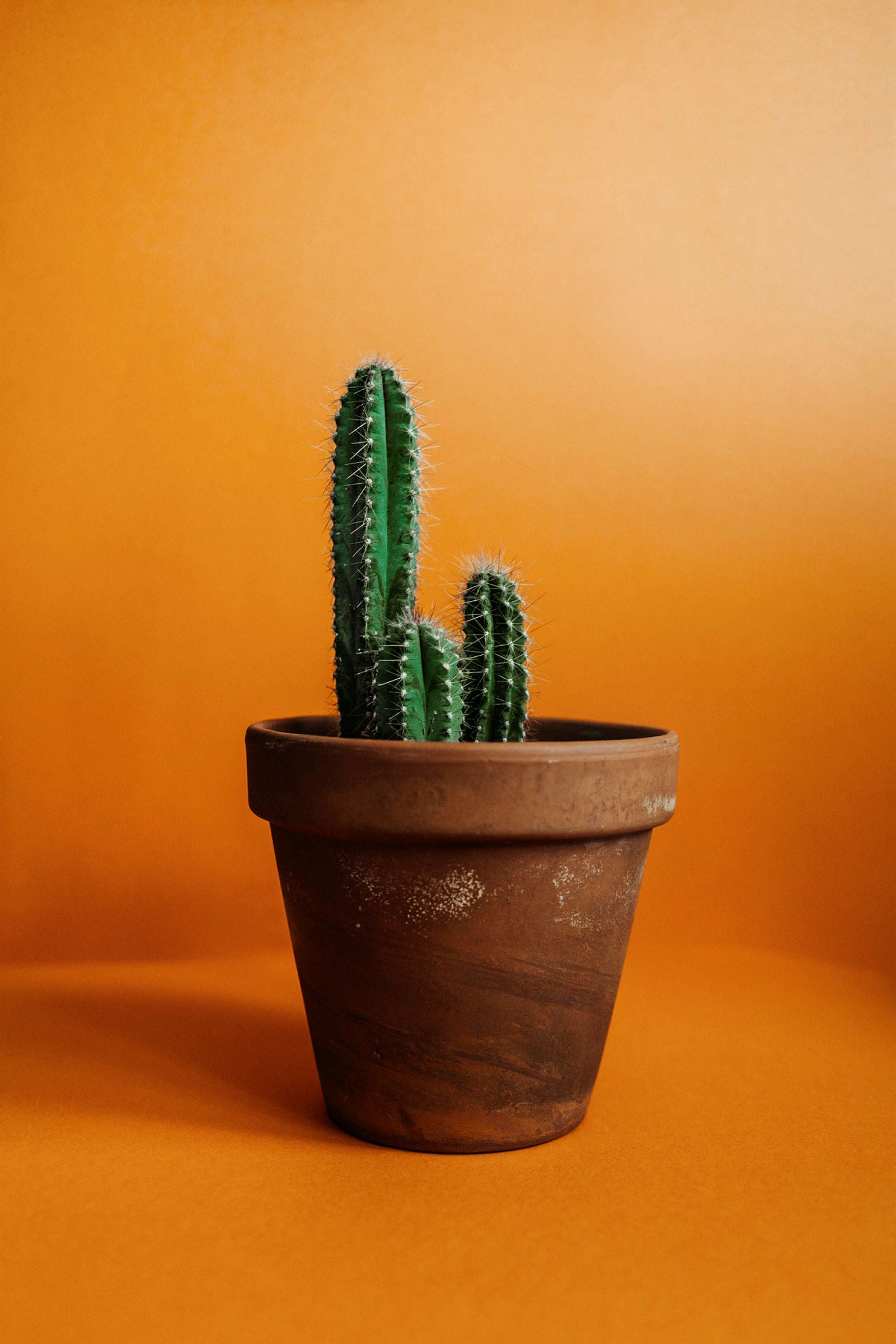 kriechendes schnpolster samen kaufen Kriechendes Schnpolster, Tierfutter kaufen  Mein schner Garten Shop