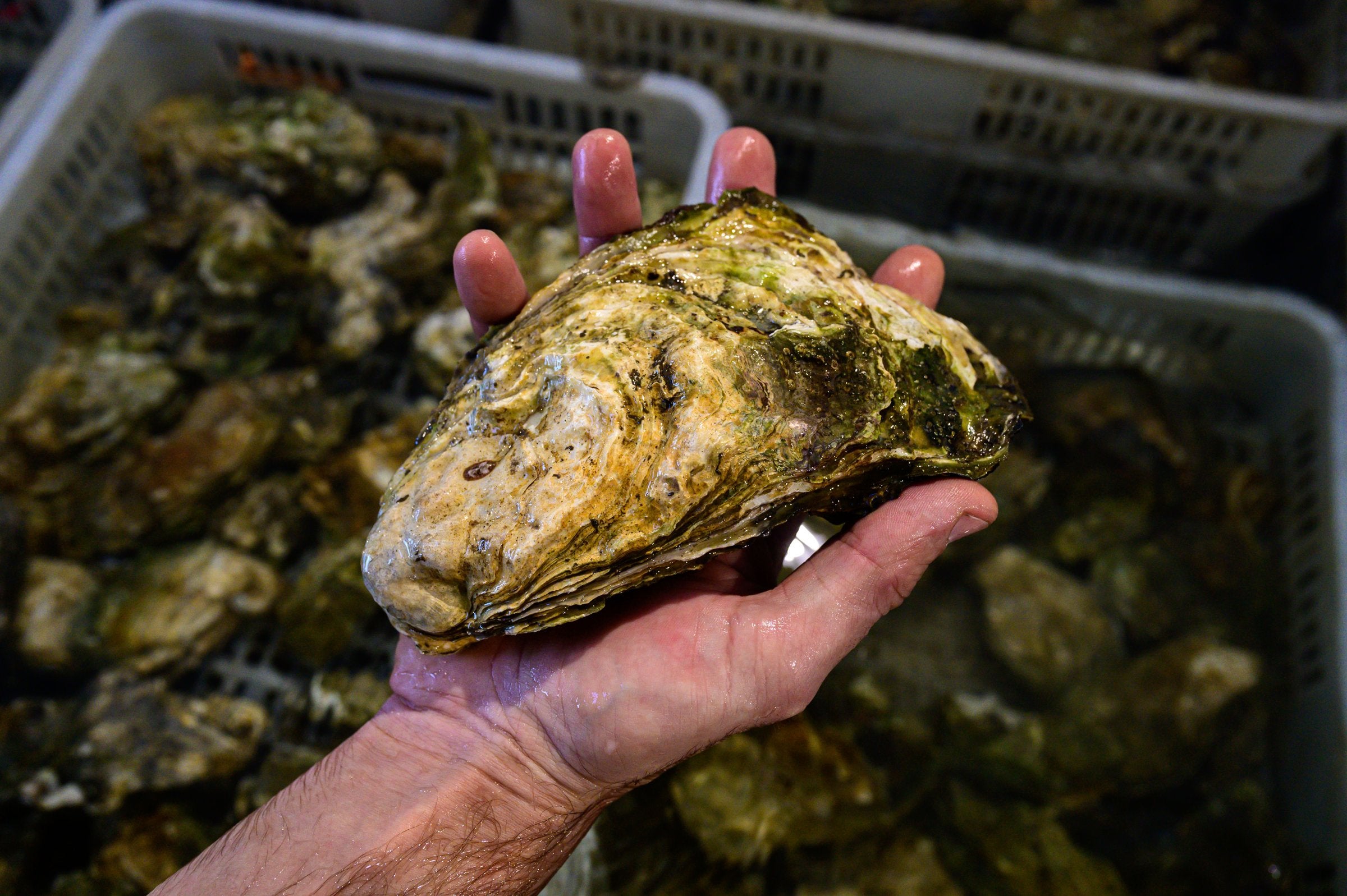 Invaderende østers inntar Stortinget: – Helt ubegripelig