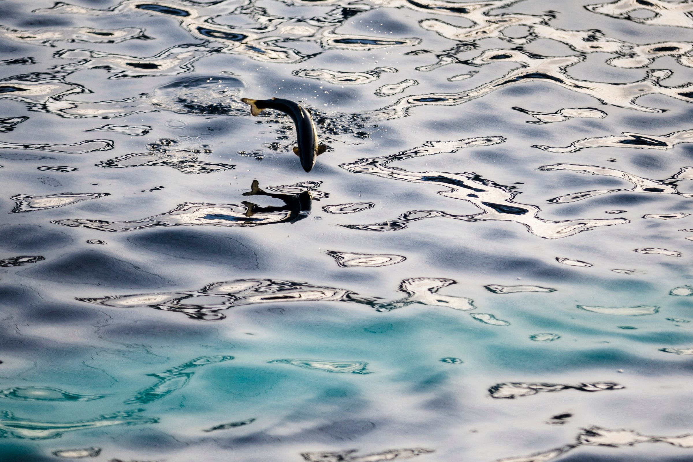 Havbruk: Konsekvensen er absurd