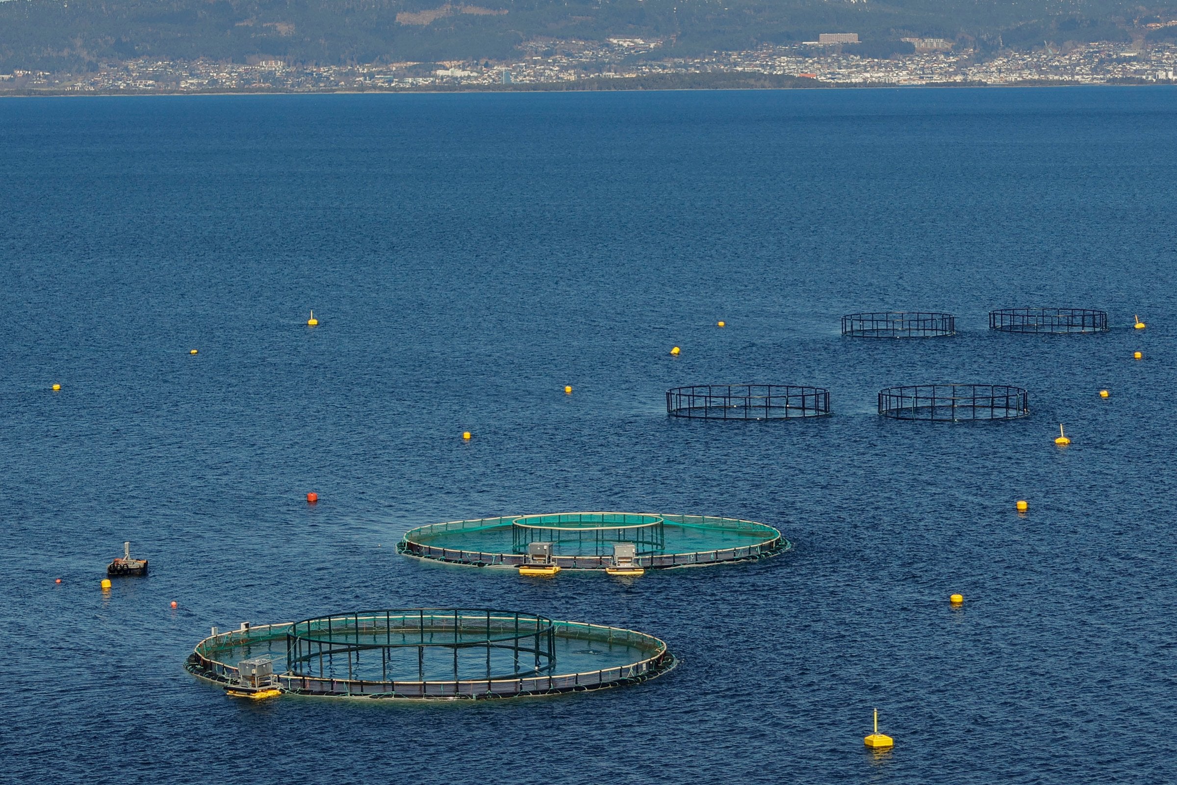 Resultatrush på Oslo Børs: Nå skal sjømatselskapene til pers