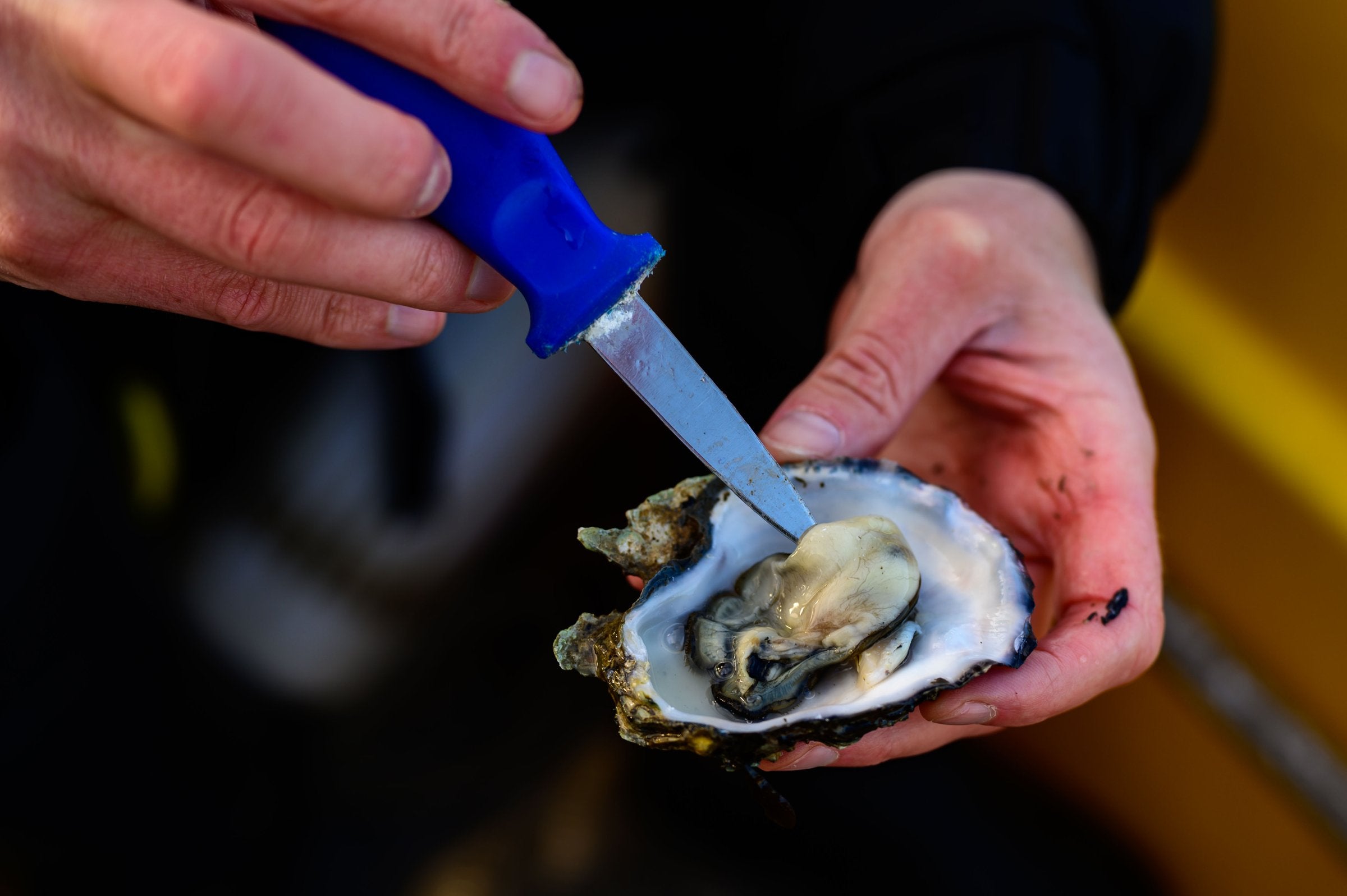 Ministeren snur om invaderende østers: – Fritt frem