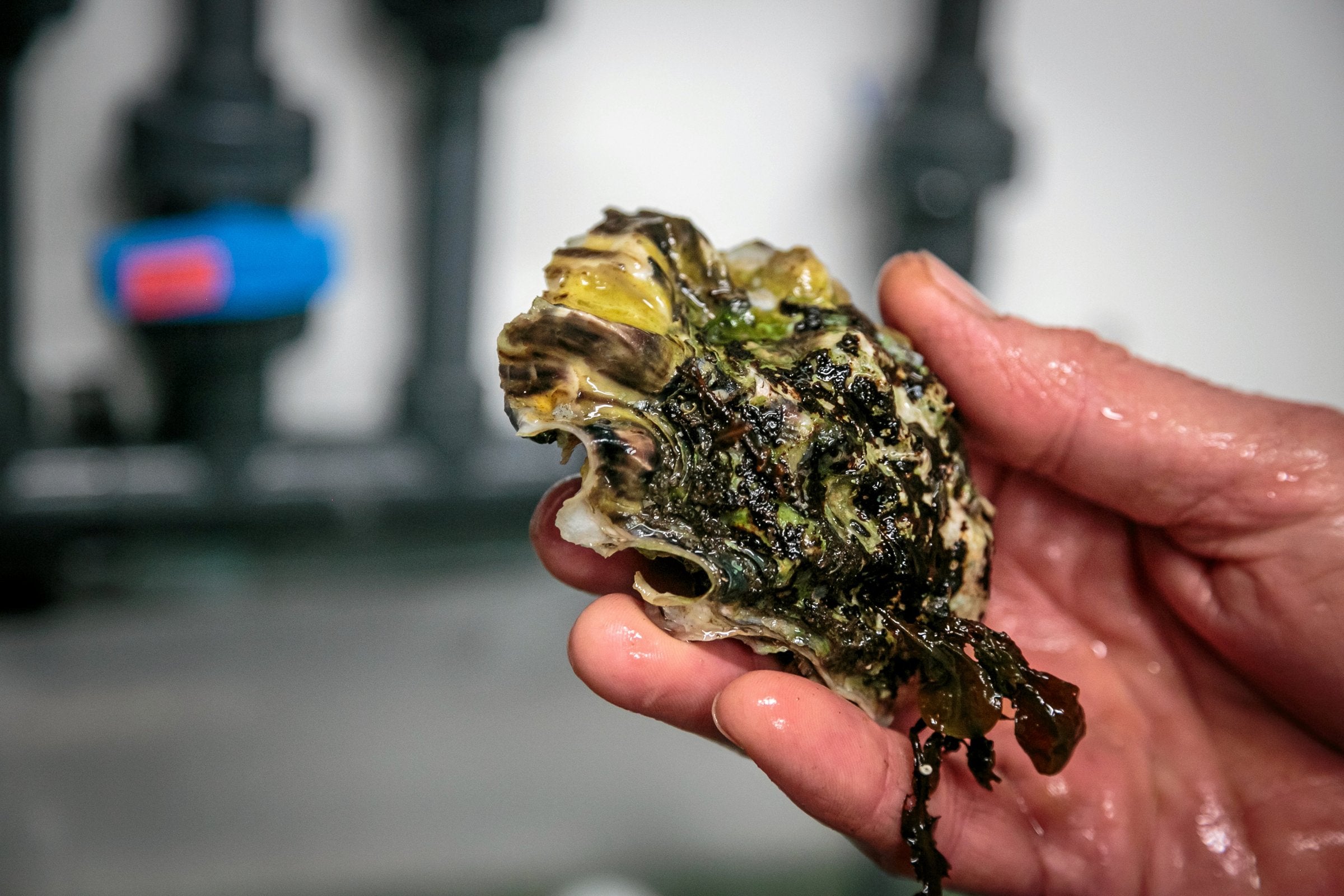 Ulovlig å høste svartelistet østers: – Må være feil