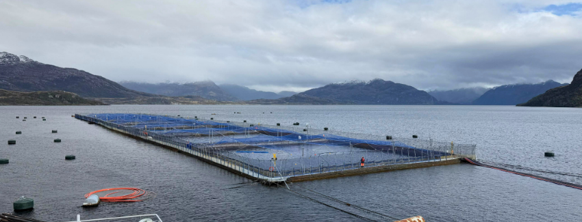 Big win in sight for Chile's salmon farmers