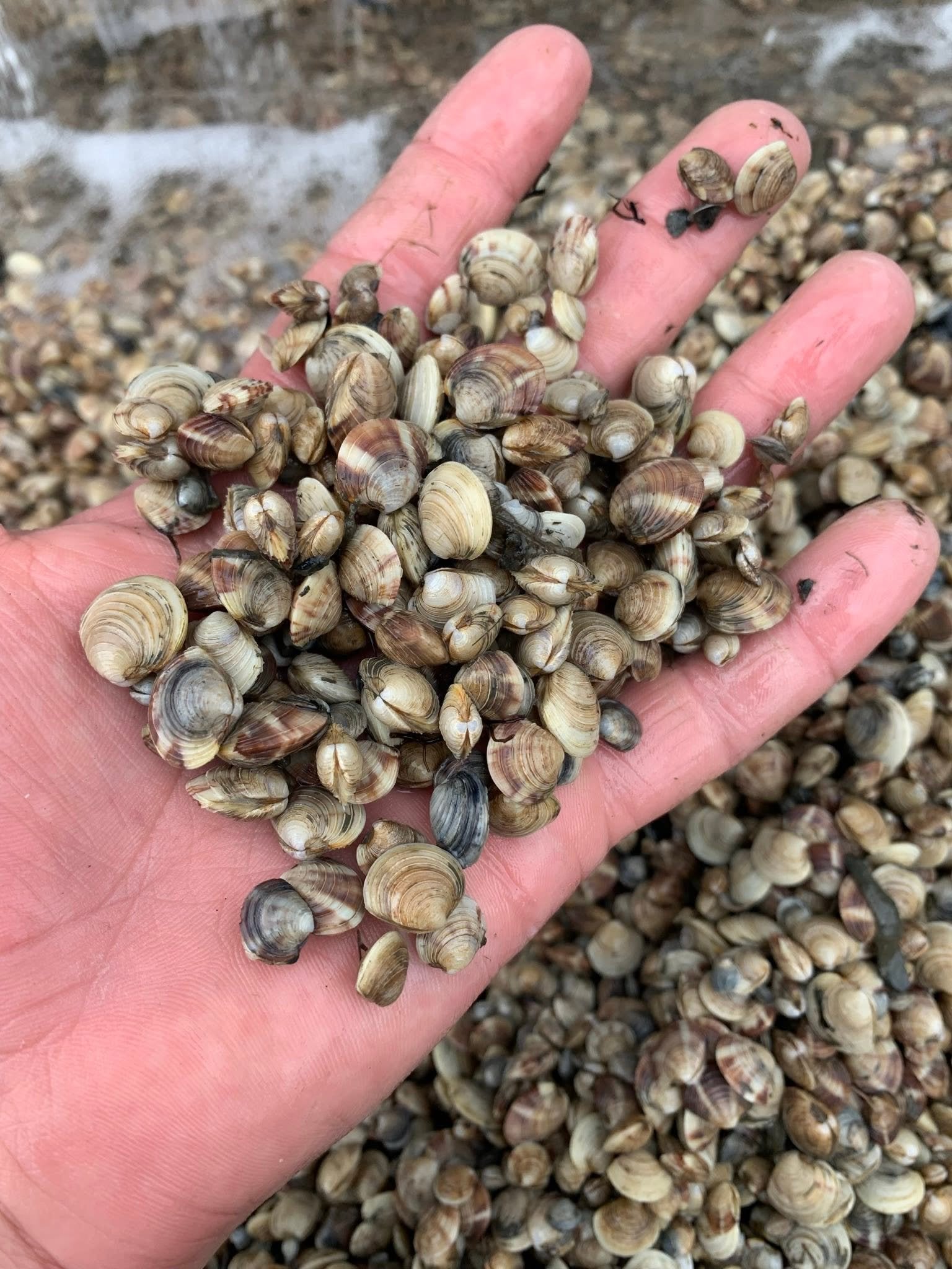 State changes land-based aquaculture regulations to aid shellfish farmers