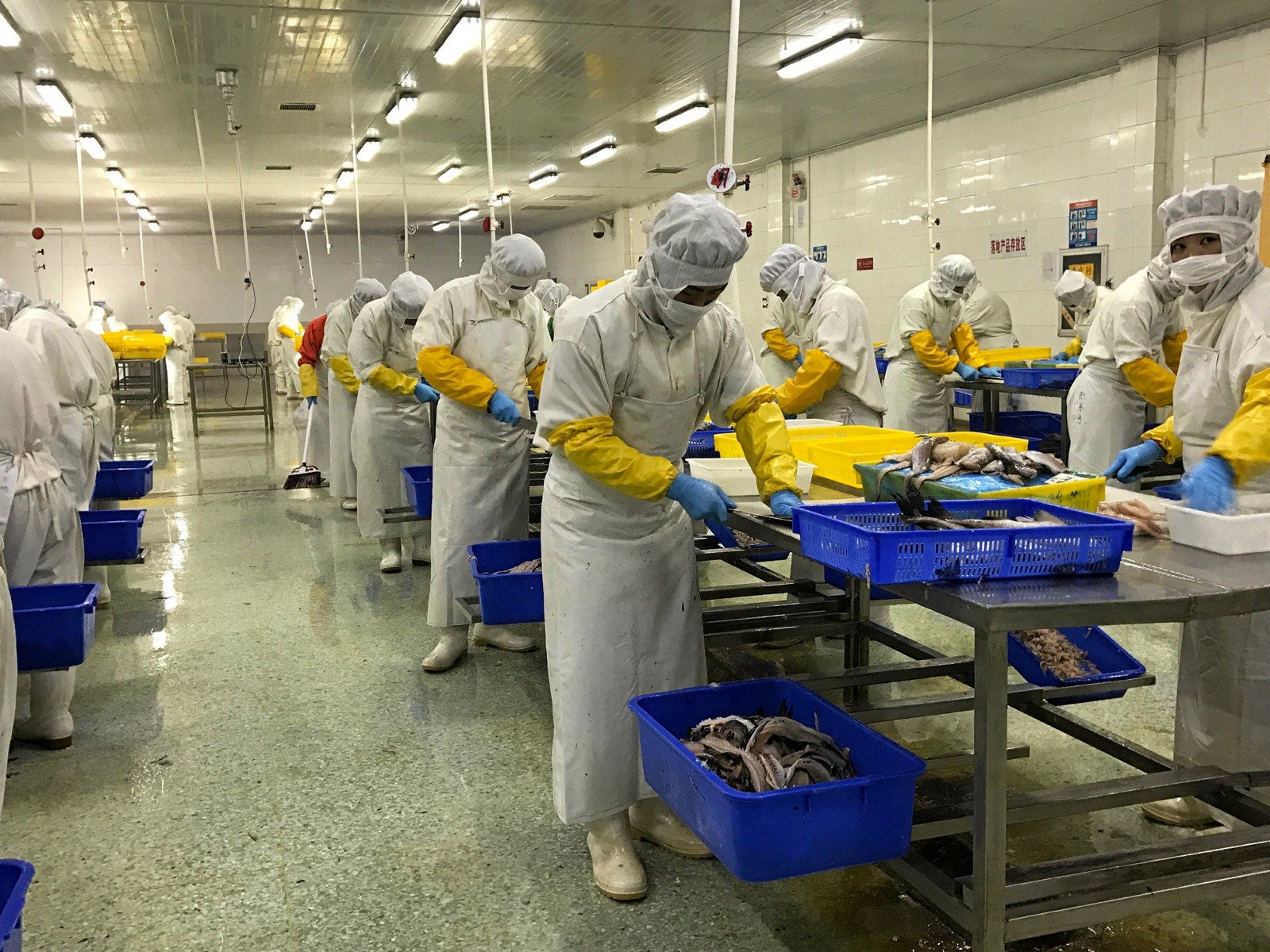 China disruptions mean cod, haddock shortfall likely to continue ...