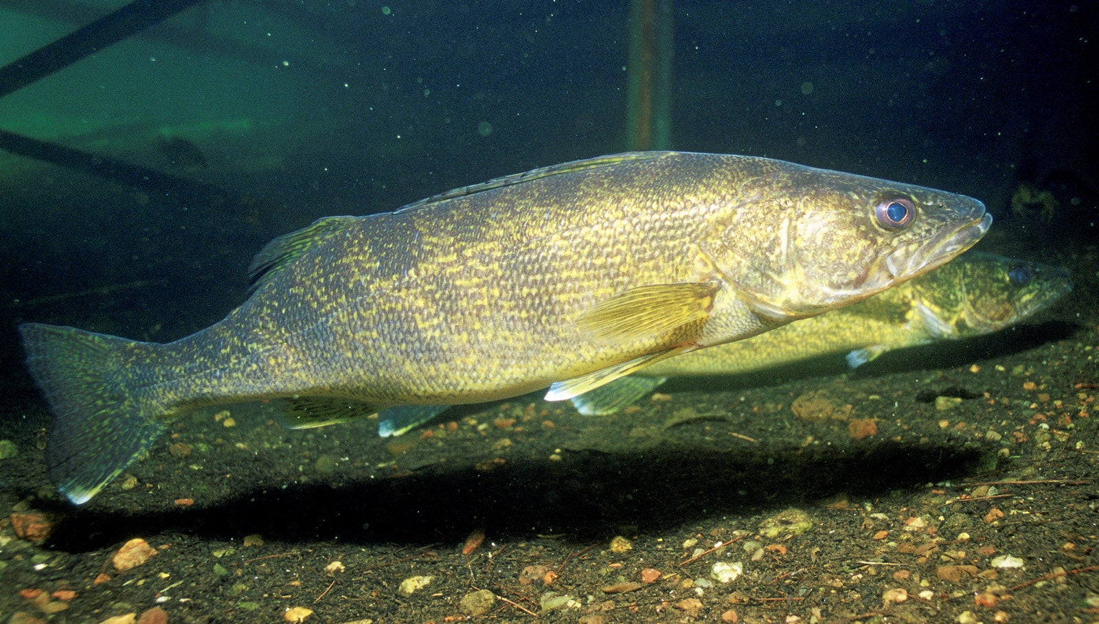 Red Lake Nation Fisheries nabs USDA bid for walleye
