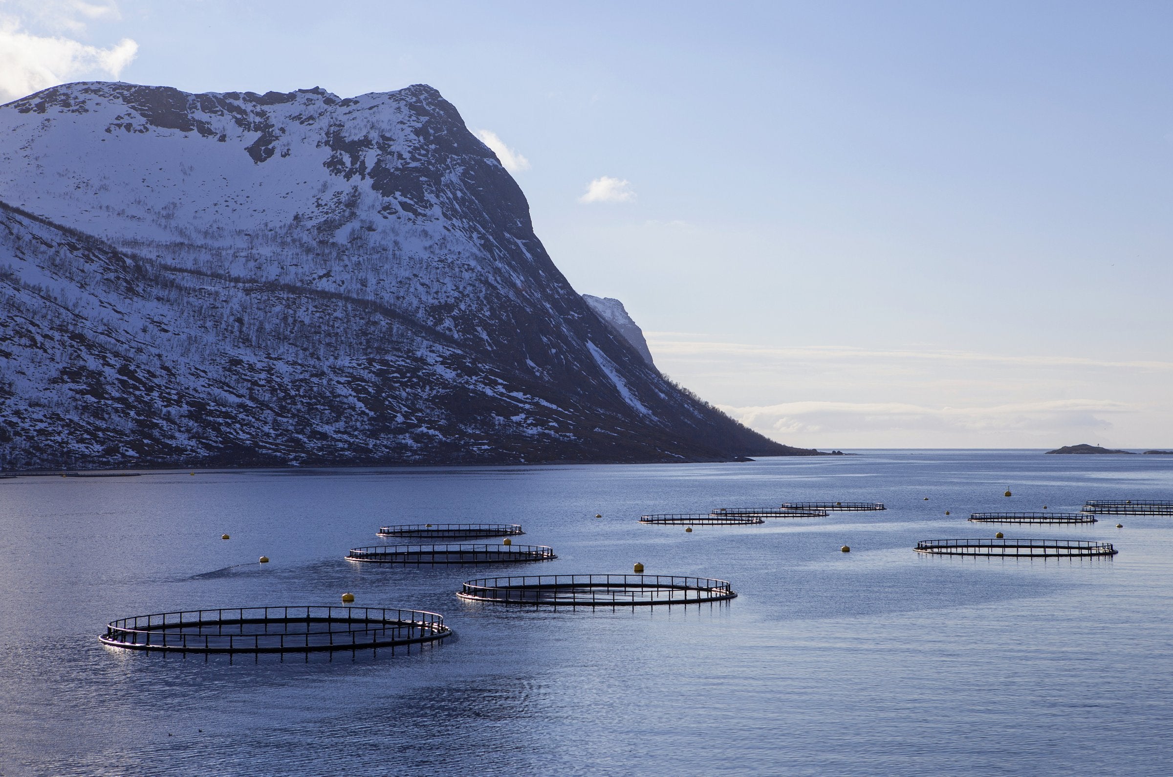 Cooke, Bakkafrost eyeing Icelandic salmon farmer, say sources
