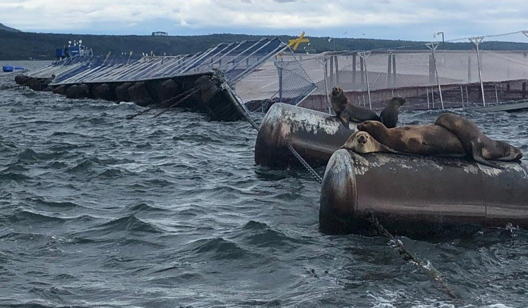 Chilean salmon farming's battle against an underwater predator