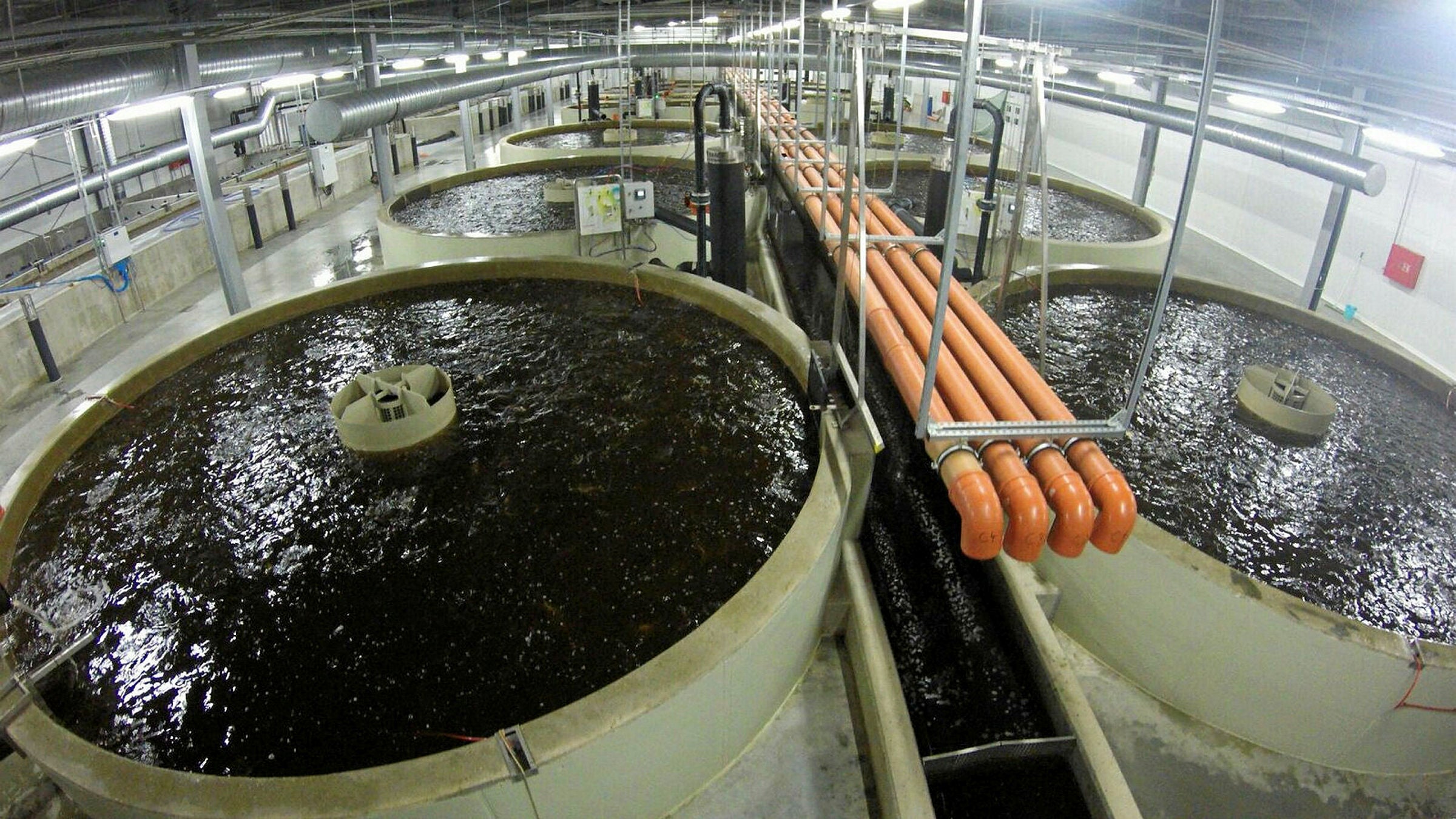AquaMaof to Build a 2,500ton Atlantic Salmon RAS Facility in Russia