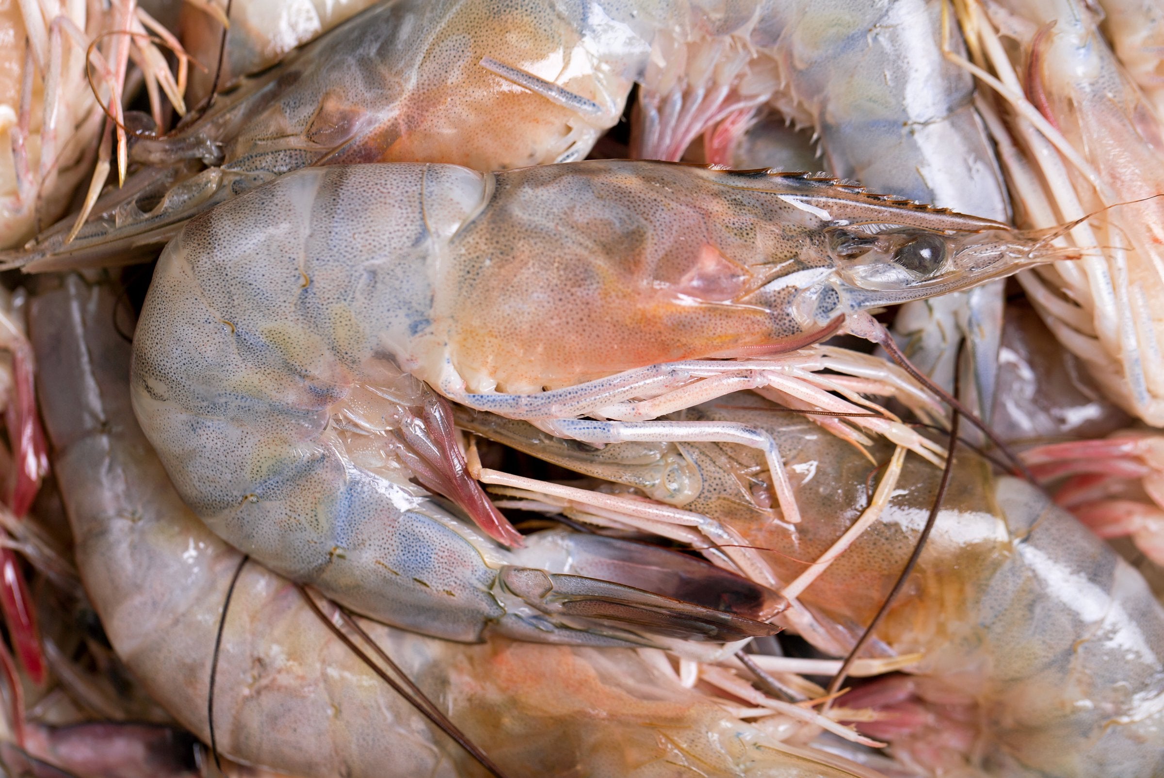 Georgia becomes 5th state with law requiring foreign shrimp labeling