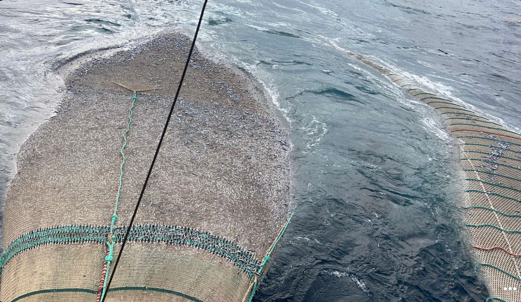 Norwegian salmon farming may lose important feed certification