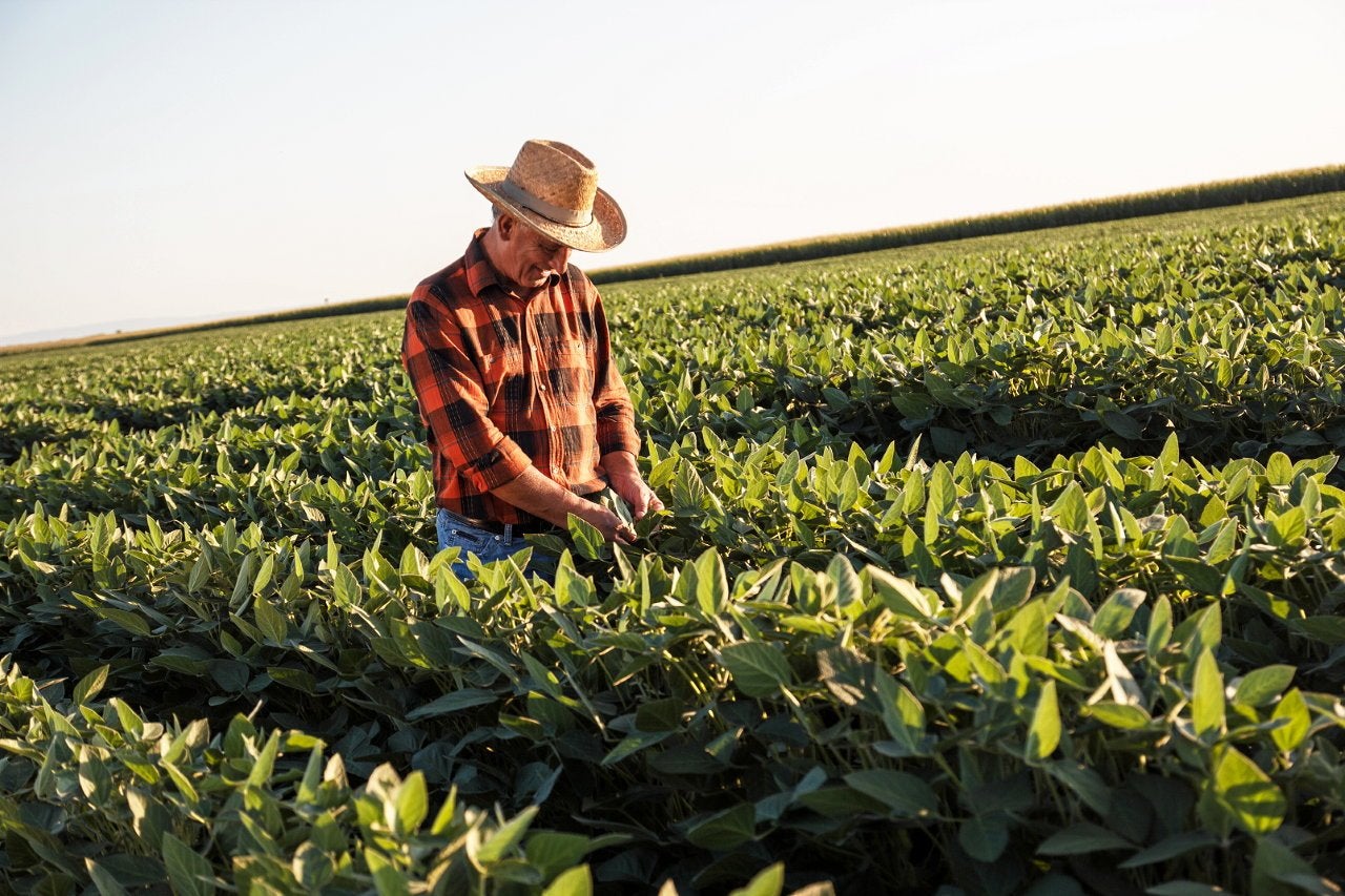 Norway moves closer to GMO feed decision after split consultation