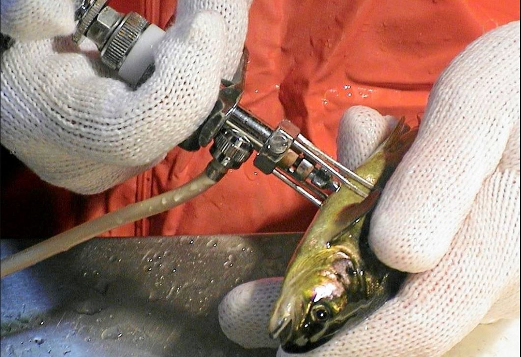 Chile Salmon at 50: Resilience is key