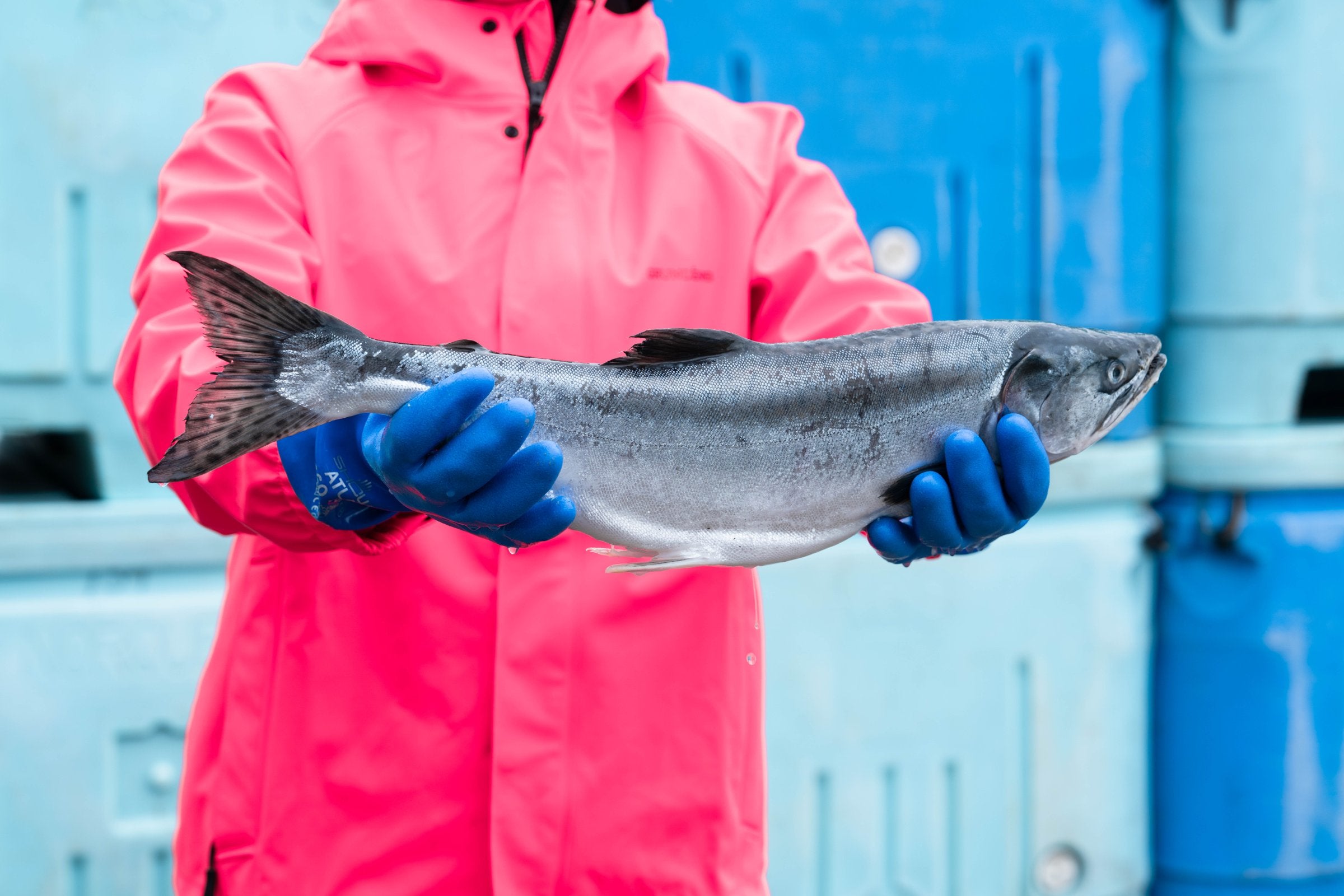 'Forever chemicals' are low or non-detectable in Alaska seafood, study says