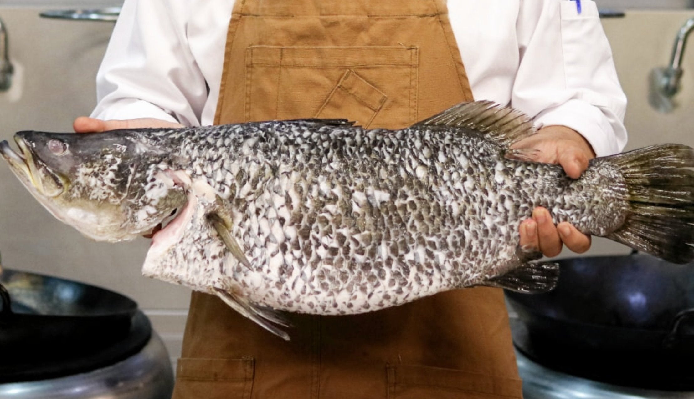 Barramundi emerges as a leading candidate to fill cod's 'whitefish gap'