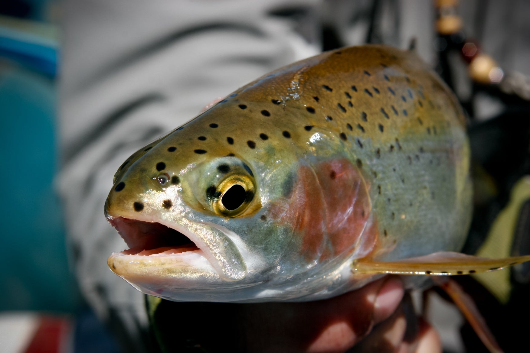 Report: What species are driving Eastern Europe's aquaculture sector?