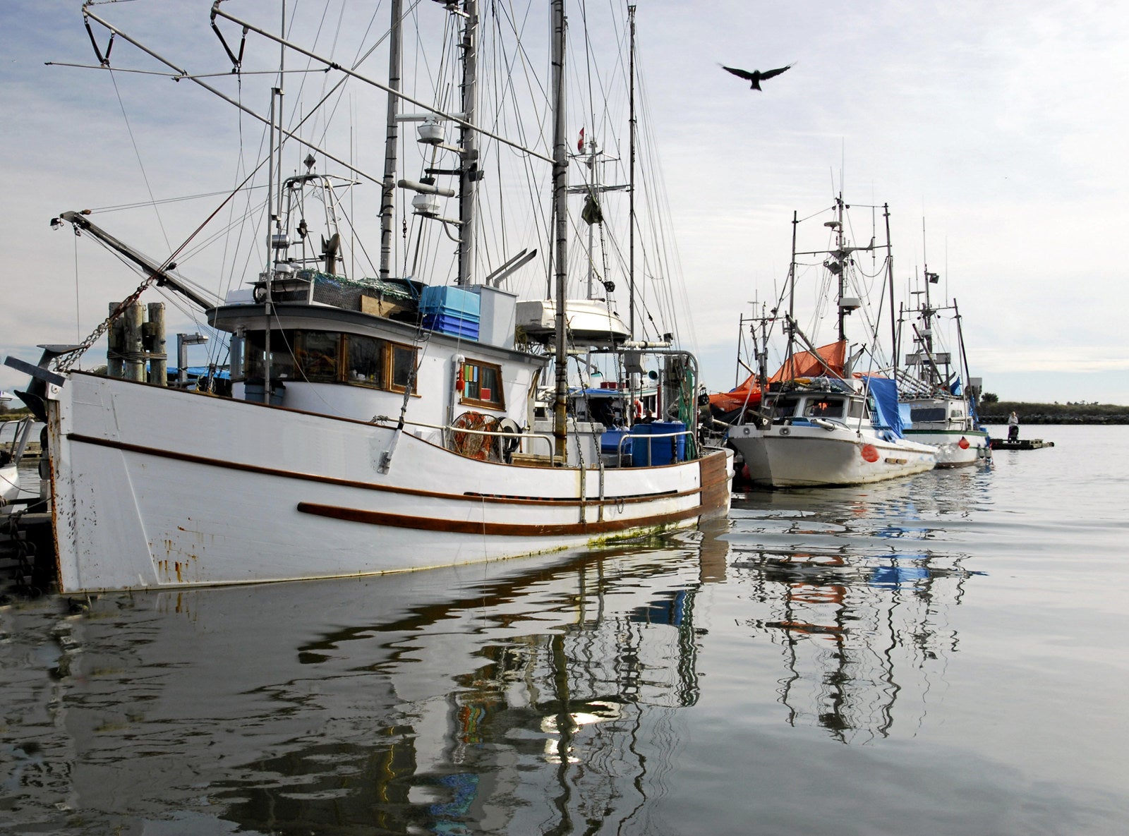 Alaska salmon trollers prevail in killer whale legal battle | Intrafish