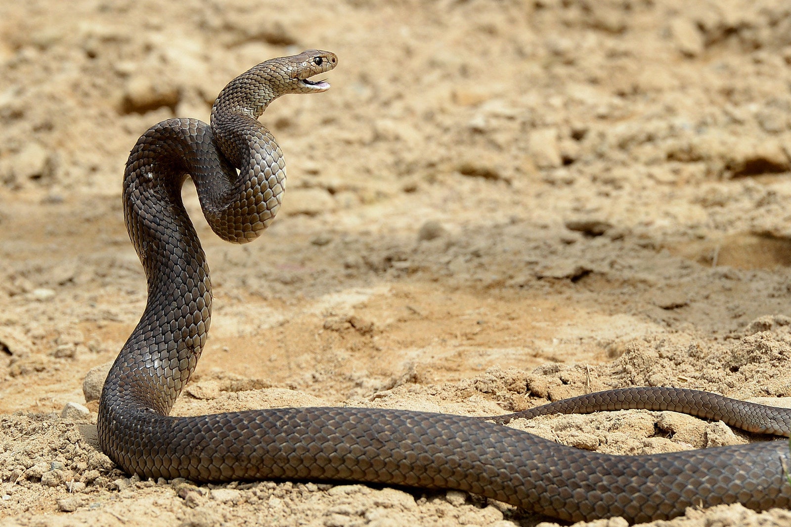 Moomba snake charmers | Upstream
