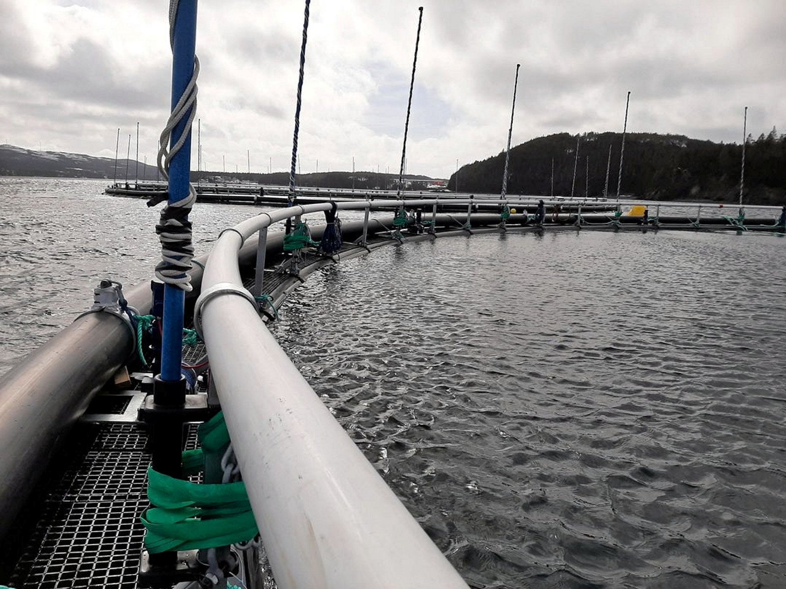 Grieg Seafood må avlive en million fisk etter parasittangrep