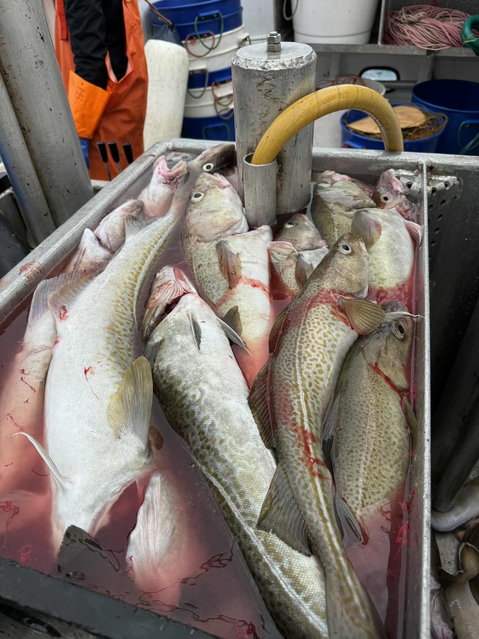 Northeast Arctic cod red-listed in latest UK consumer guide | Intrafish