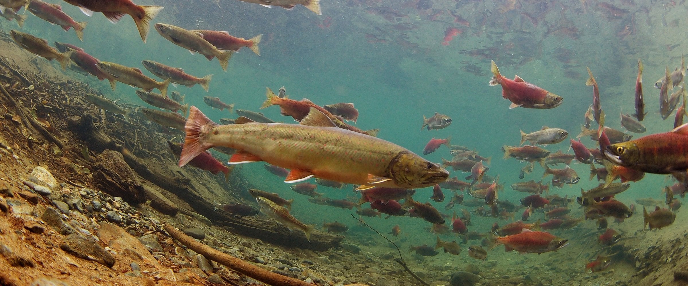US lawmakers target Trump’s rule on Endangered Species Act