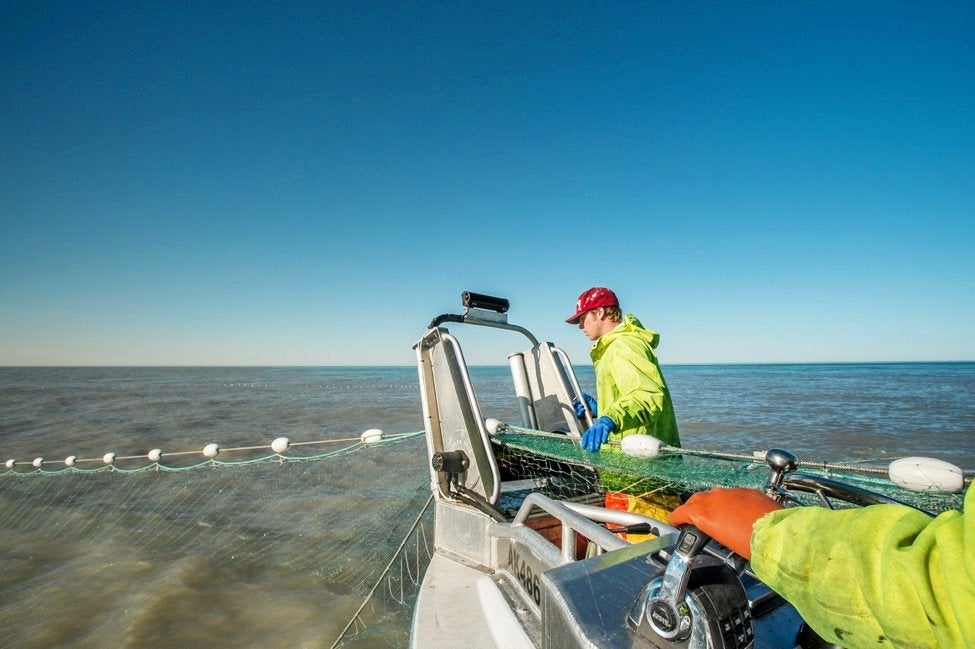 Key Alaska salmon stocks underperform in Prince William Sound
