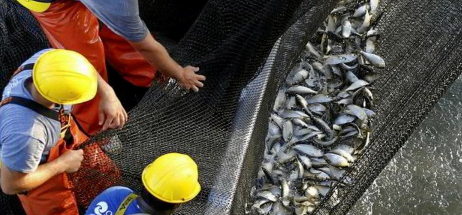 Cooke-owned Omega Protein's harvesting partner launches vessel to ...