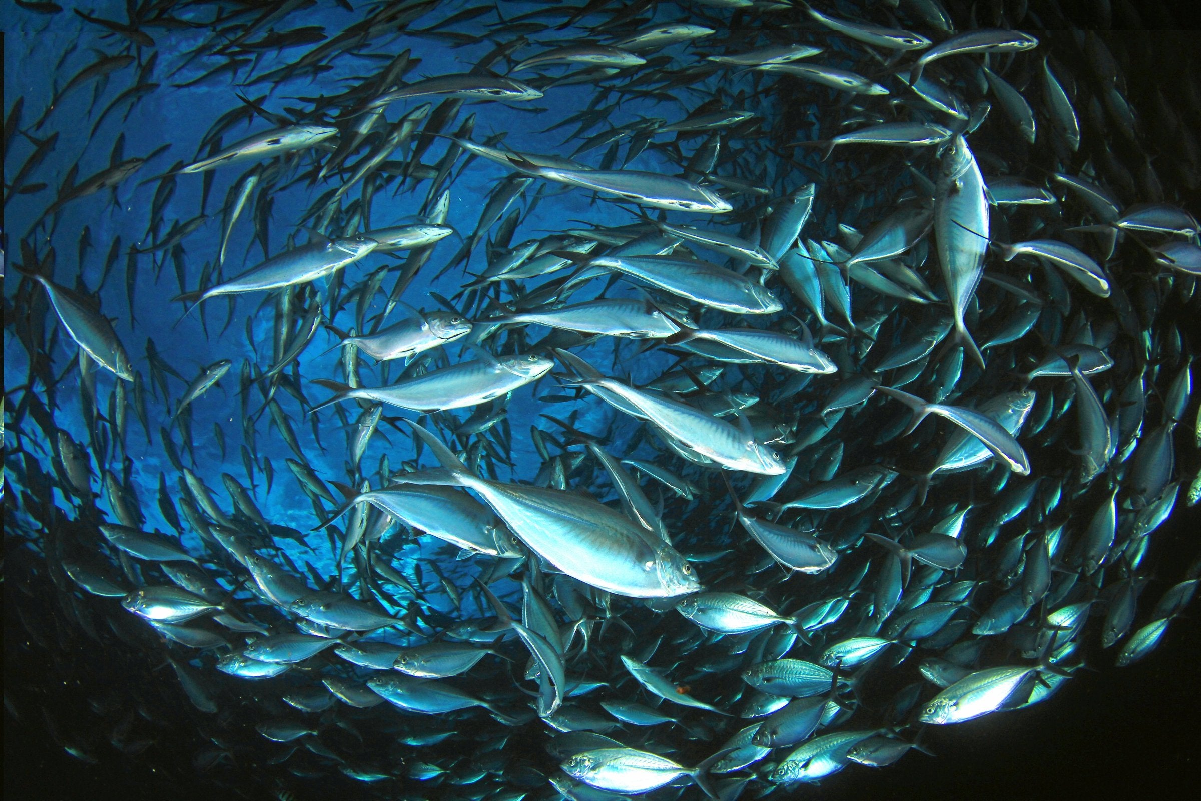 Industry group presses Brussels on seafood traceability platform flaws