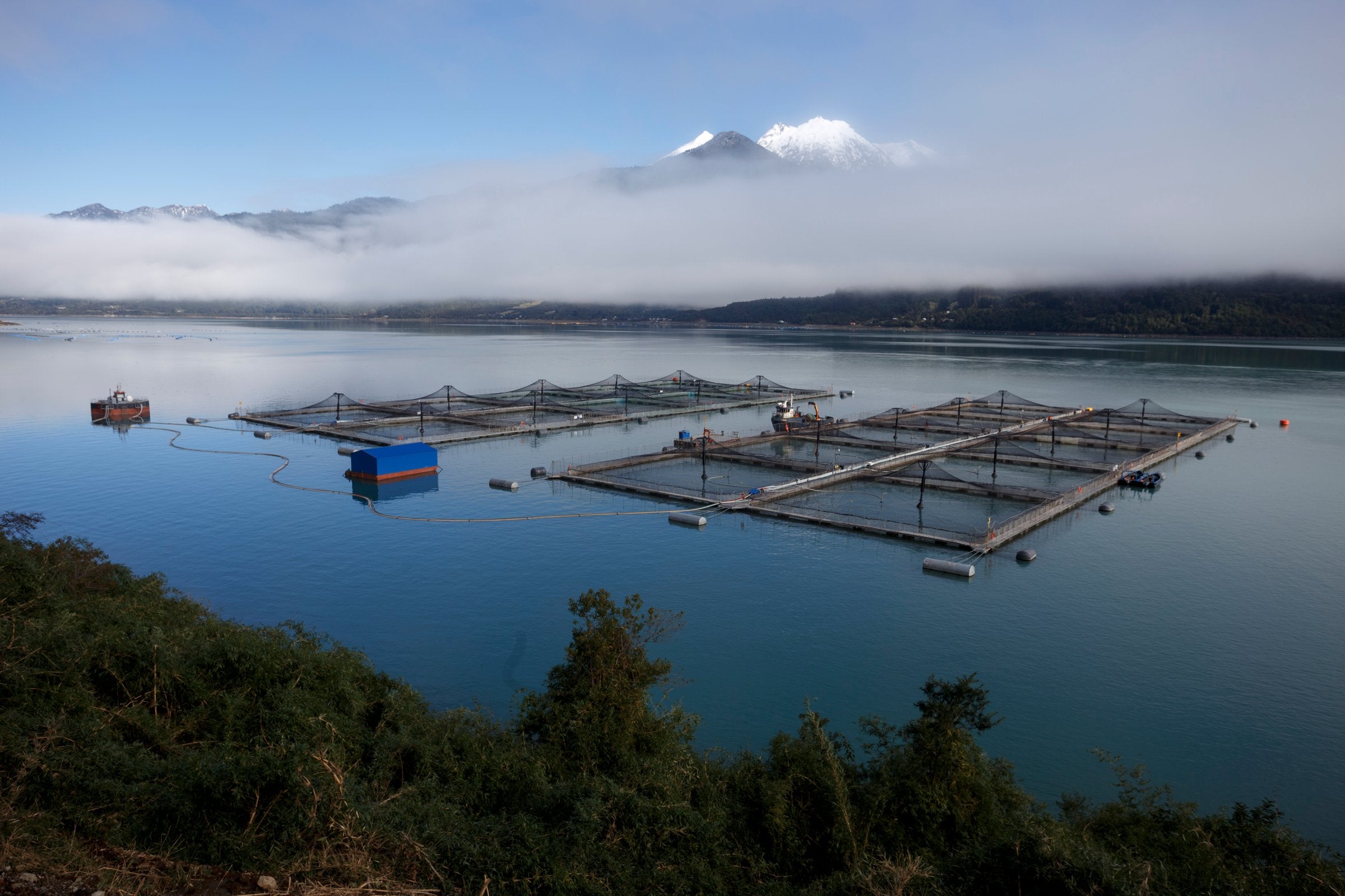 Chile eyes top spot in global salmon farming as reforms and investment gather pace