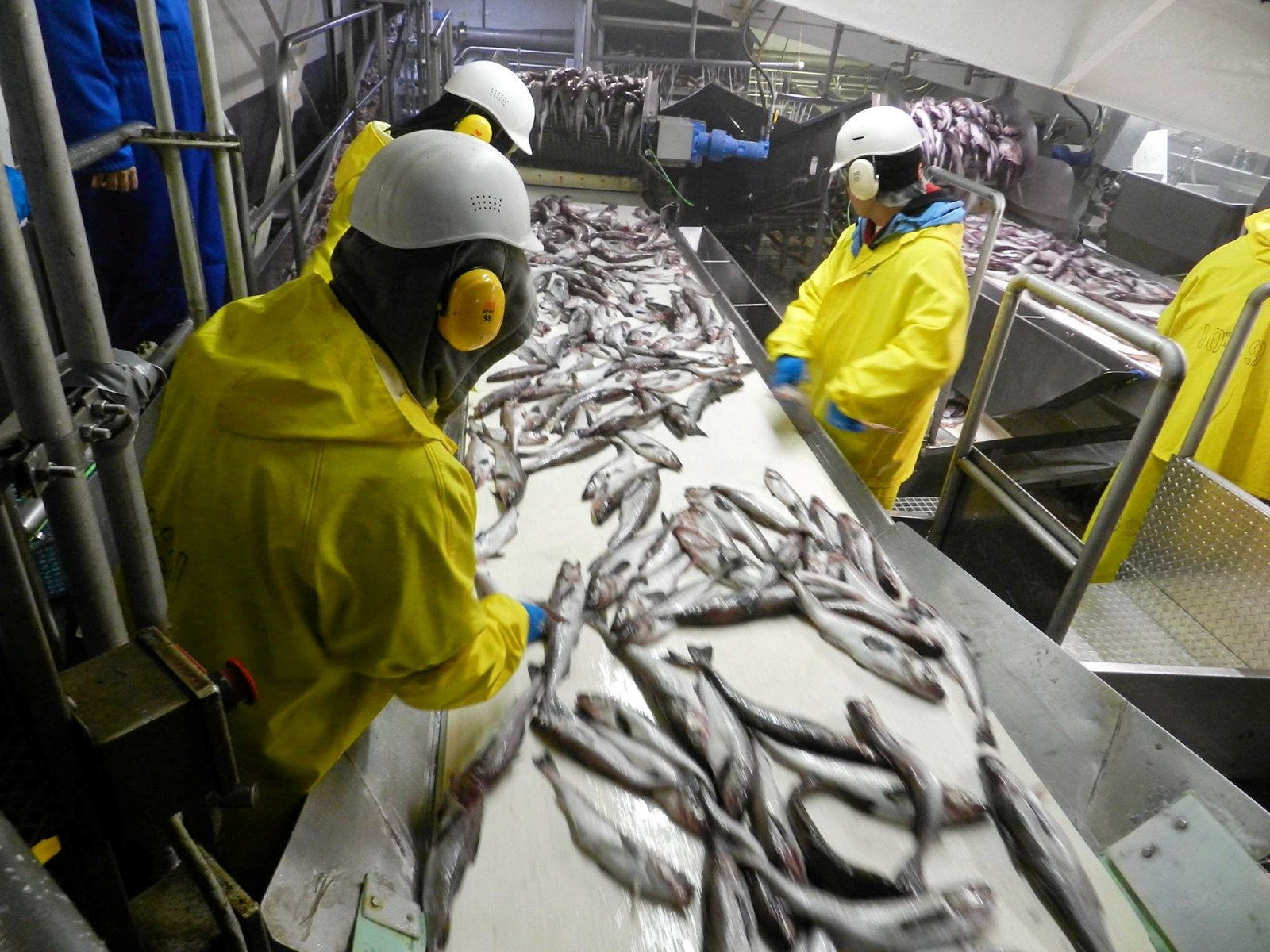 Alaska pollock plants operating at or near capacity as production ramps ...