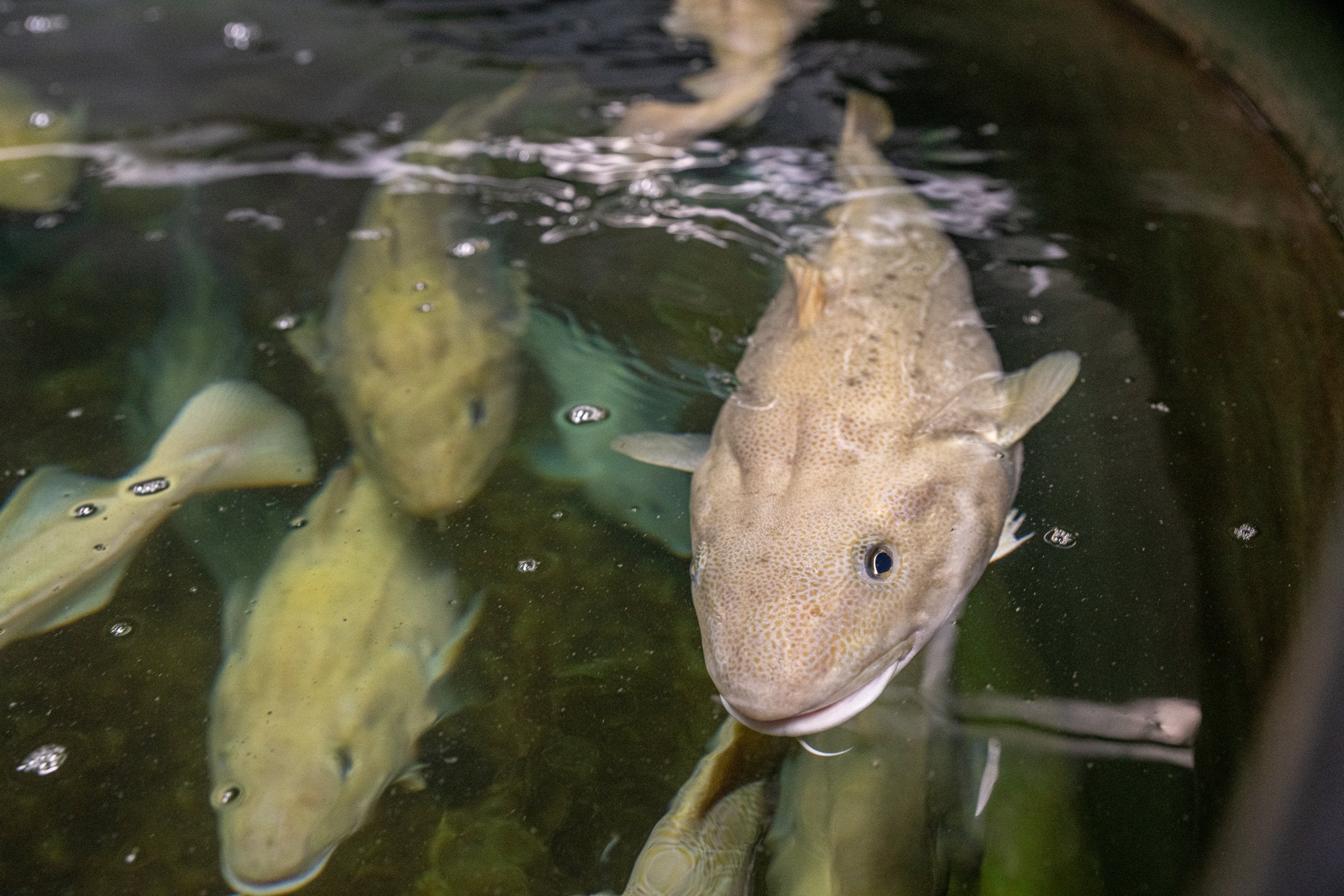 Cod farmers wants government funded breeding program privatized | Intrafish