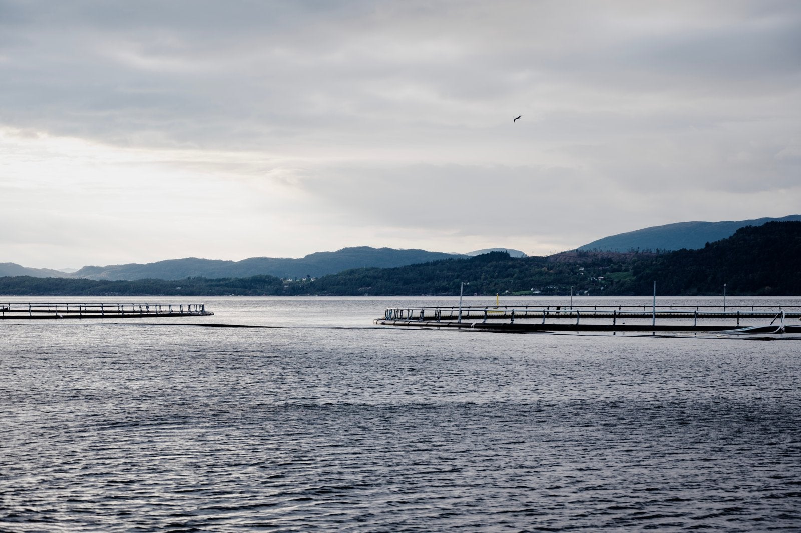 Rabobank sees stalling Norway salmon growth after record year