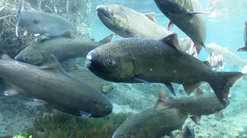 NOAA rejects listing key Alaska salmon species as endangered