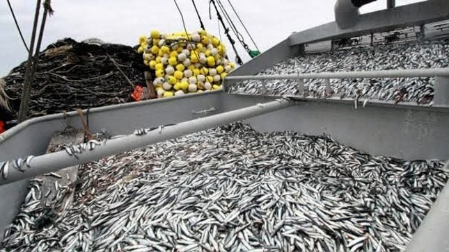 Peru anchovy quota cut underscores cautious outlook for fishmeal supply