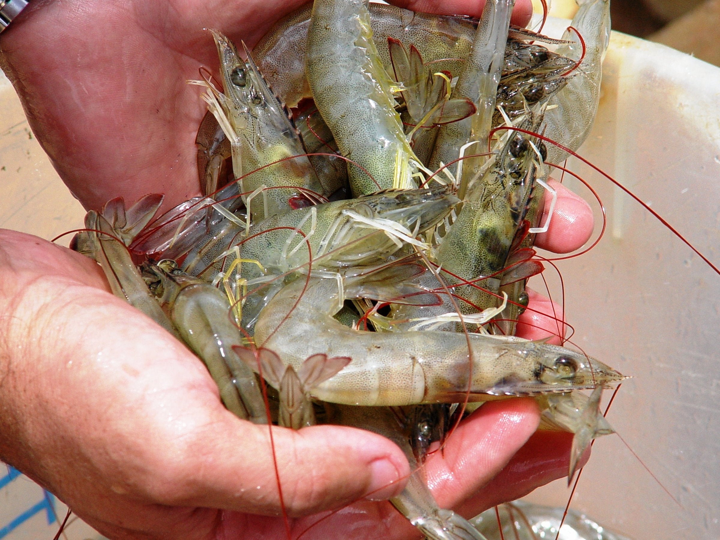 Brazil’s shrimp producers race against time in hunt for new markets