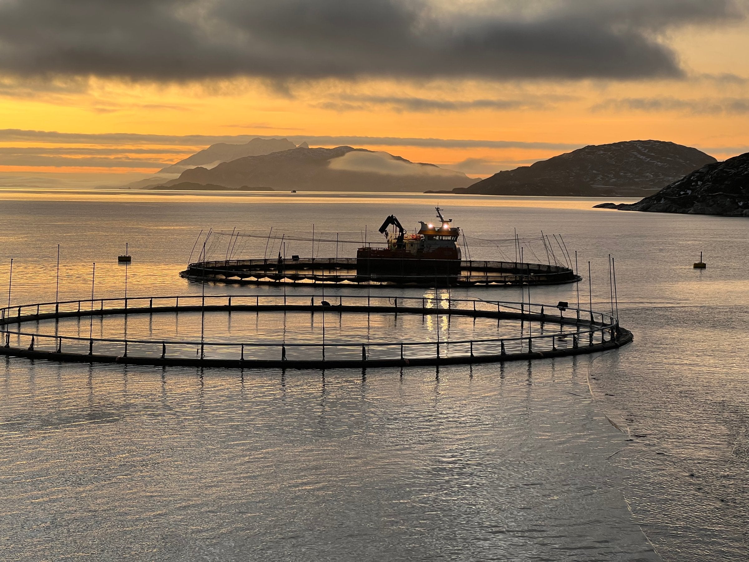 Cod farmers wants conditions to grow: “It is important if we are to ...