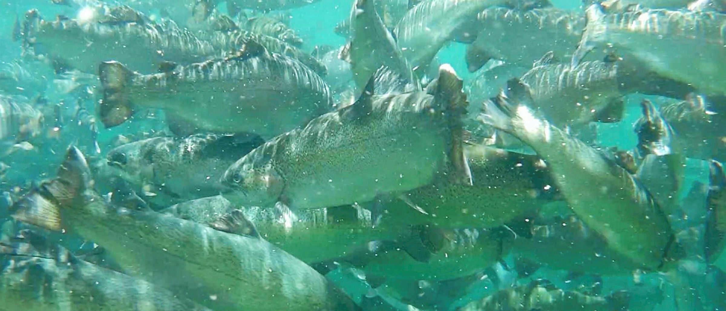 Tech company secures funding to grow Peru trout production