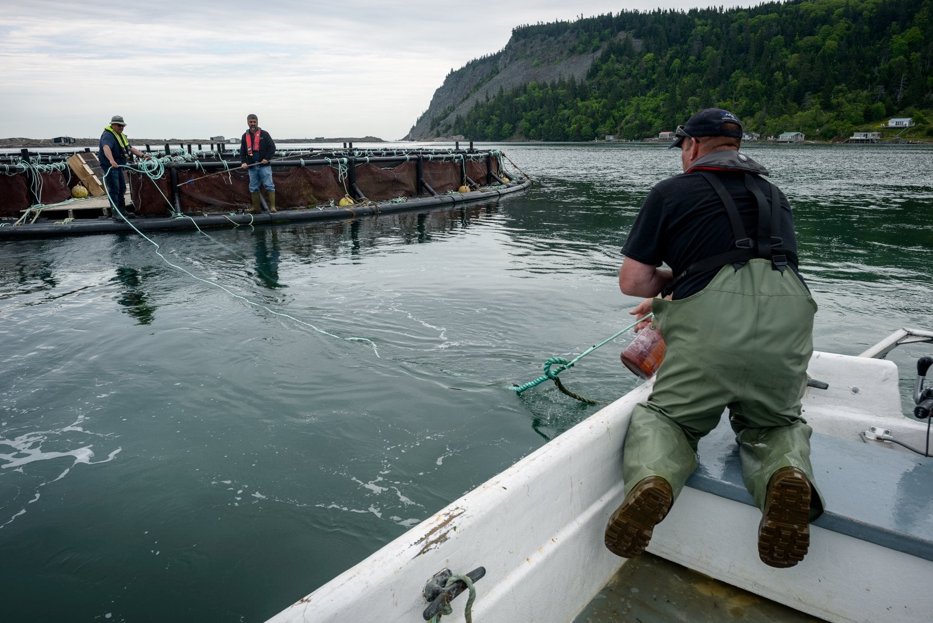 Cooke‑supported marine conservation boosts wild salmon recovery, study finds