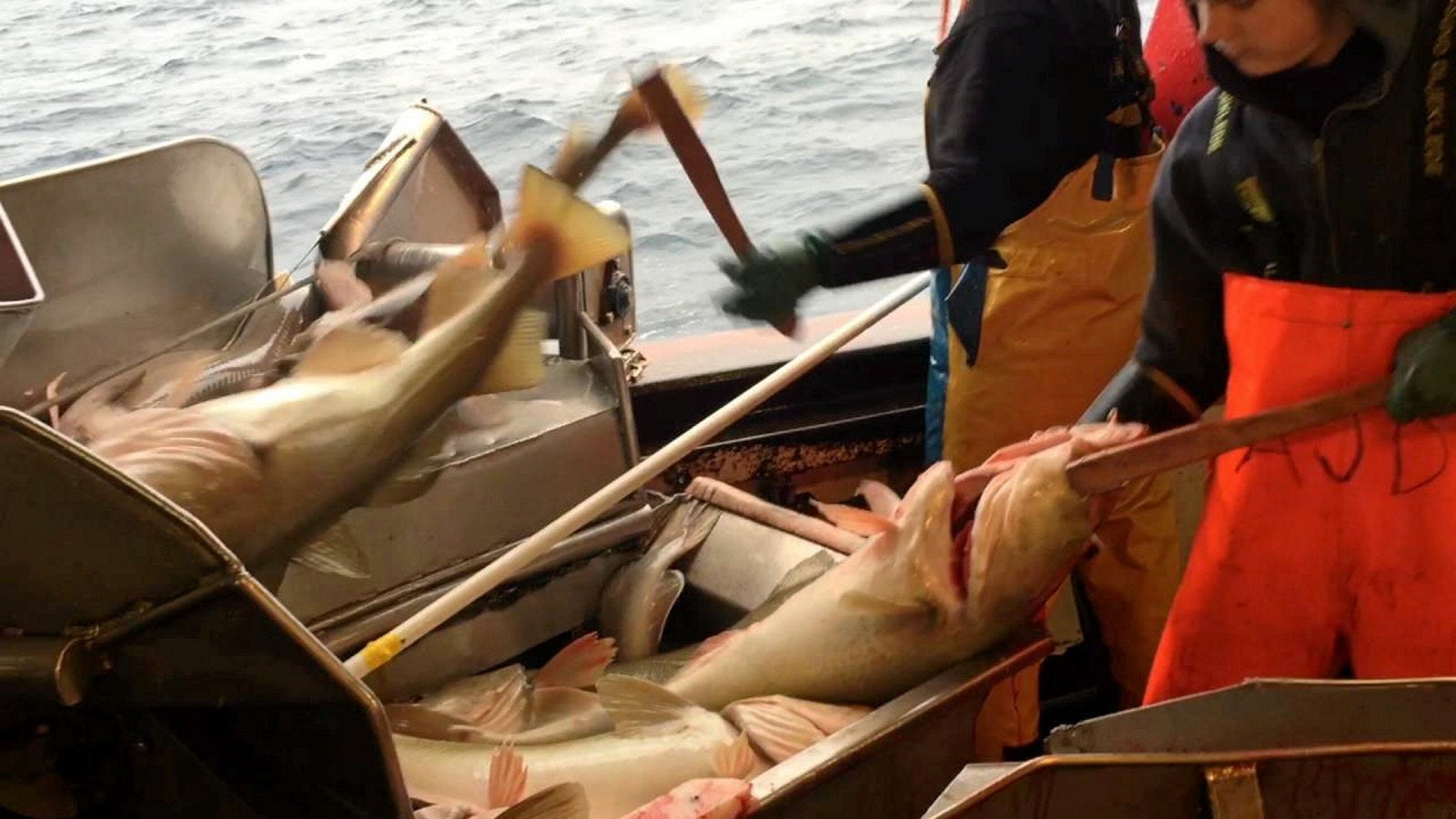 Russian longliners secure Marine Stewardship Council certification for ...