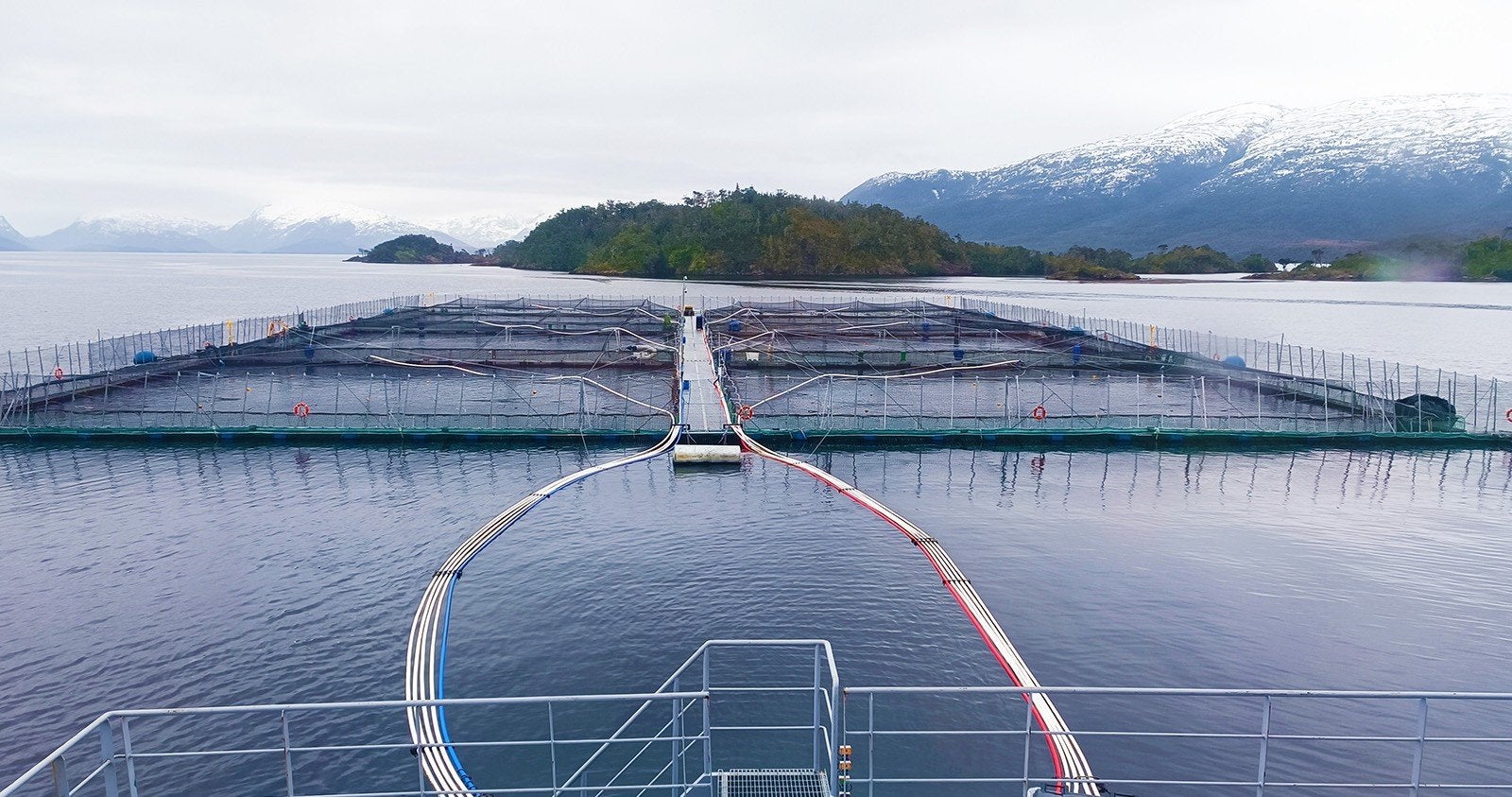 Chile salmon farmers face crackdown after environmental breaches